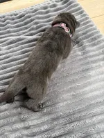 Purple Male, a male German Shepherd Dog for sale in Honaker, VA – Photo 3 of 4