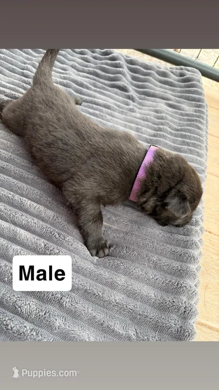 Purple Male – German Shepherd Dog puppy for sale in Honaker, VA