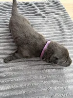 Purple Male, a male German Shepherd Dog for sale in Honaker, VA – Photo 4 of 4