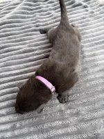 Purple Male, a male German Shepherd Dog for sale in Honaker, VA – Photo 2 of 4