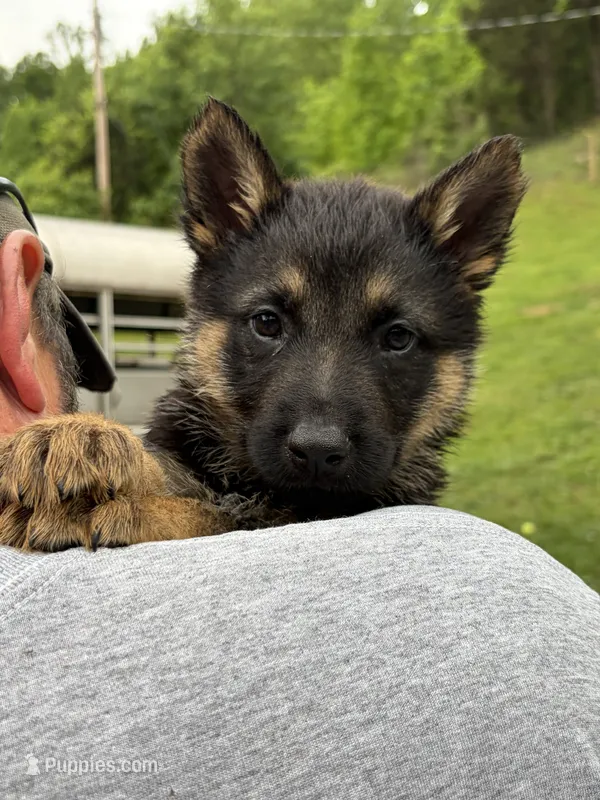 Green Collar Male – German Shepherd Dog puppy for sale in Honaker, VA