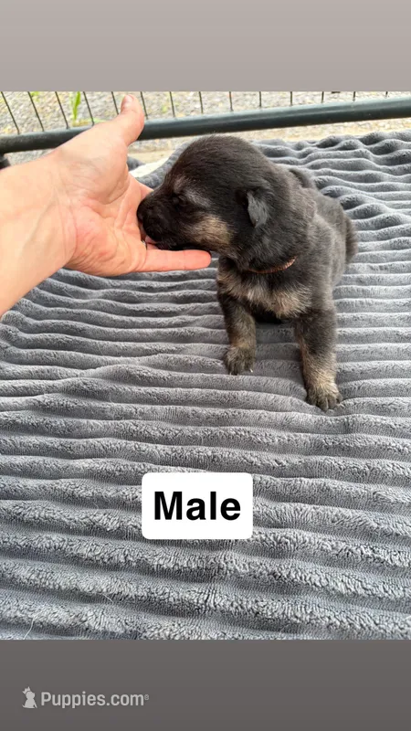 Brown Male – German Shepherd Dog puppy for sale in Honaker, VA