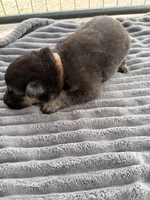 Brown Male, a male German Shepherd Dog for sale in Honaker, VA – Photo 3 of 3