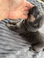 Brown Male, a male German Shepherd Dog for sale in Honaker, VA – Photo 2 of 3