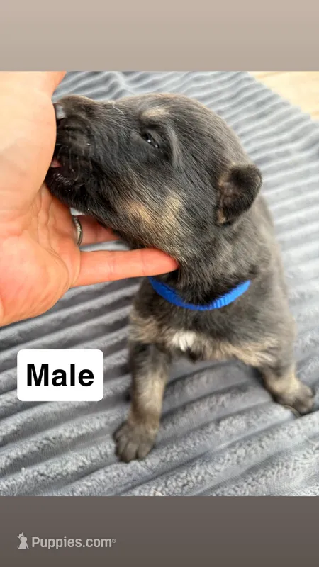 Blue Male – German Shepherd Dog puppy for sale in Honaker, VA