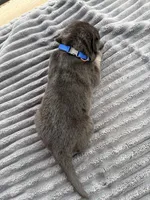 Blue Male, a male German Shepherd Dog for sale in Honaker, VA – Photo 4 of 4