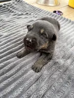 Blue Male, a male German Shepherd Dog for sale in Honaker, VA – Photo 2 of 4