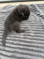 Blue Male, a male German Shepherd Dog for sale in Honaker, VA – Photo 3 of 4