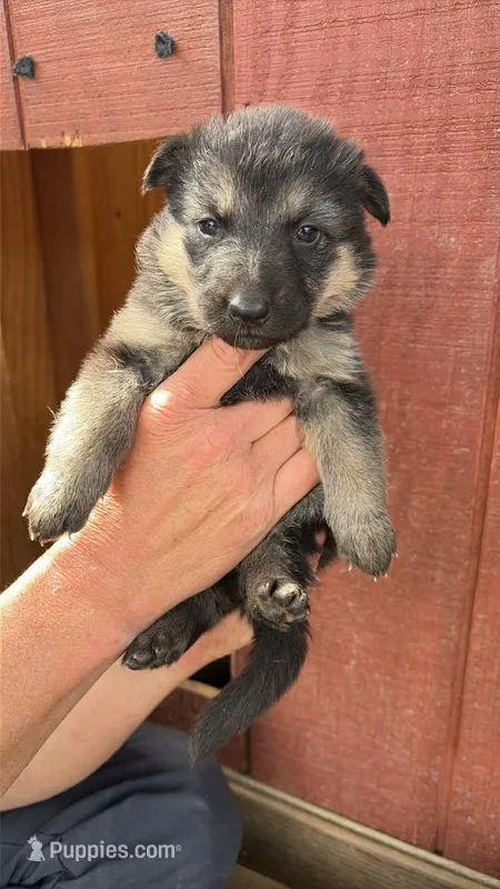 Red Female – German Shepherd Dog puppy for sale in Honaker, VA