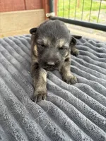 Red Female, a female German Shepherd Dog for sale in Honaker, VA – Photo 3 of 4