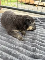 Red Female, a female German Shepherd Dog for sale in Honaker, VA – Photo 4 of 4