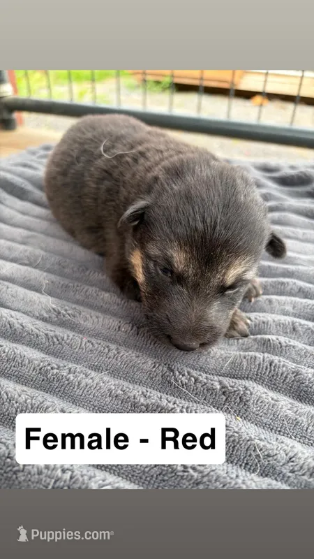 Red Female – German Shepherd Dog puppy for sale in Honaker, VA