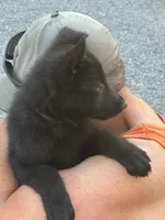 Mr. Black, a male German Shepherd Dog for sale in Honaker, VA – 2 of 8