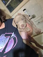 Koda, a male American Pit Bull Terrier for sale in Lexington, NC – 1 of 1