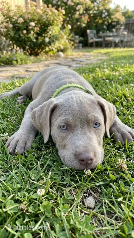 Milo – American Pit Bull Terrier puppy for sale in Lexington, NC