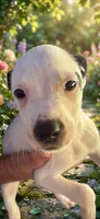 Max, a male American Pit Bull Terrier for sale in Lexington, NC – 1 of 1
