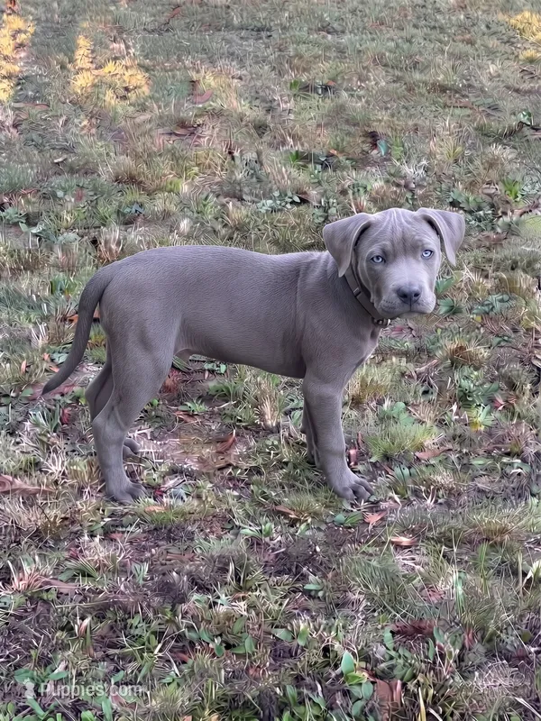 Tank , a male American Pit Bull Terrier for sale in Lexington, NC – 1 of 1