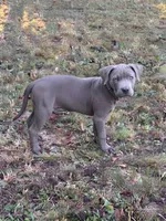 Tank , a male American Pit Bull Terrier for sale in Lexington, NC – 1 of 1