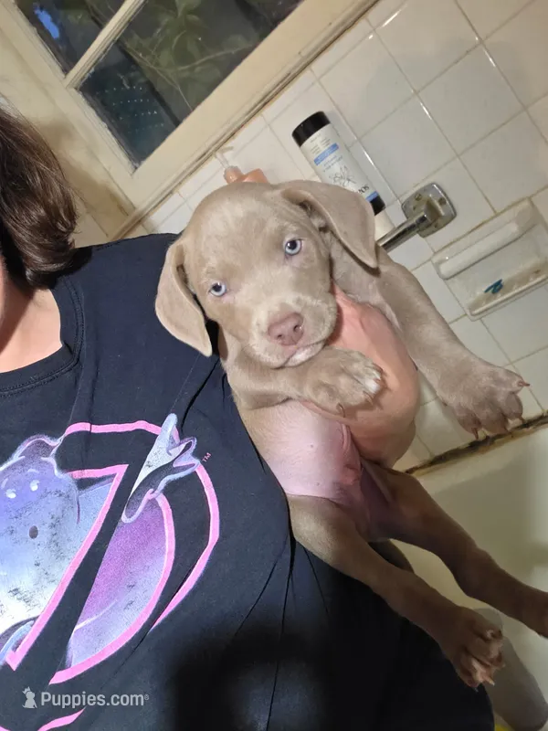 Colt – American Pit Bull Terrier puppy for sale in Lexington, NC