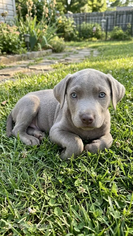 Boone – Labrador Retriever puppy for sale in Lexington, NC