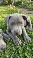Sadie, a female Labrador Retriever for sale in Lexington, NC – 1 of 1