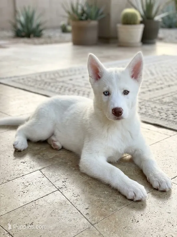 Nala – Siberian Husky puppy for sale in Lexington, NC