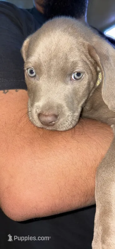 Dixie – American Pit Bull Terrier puppy for sale in Lexington, NC