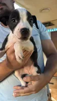 Maggie, a female American Pit Bull Terrier for sale in Lexington, NC – 1 of 1