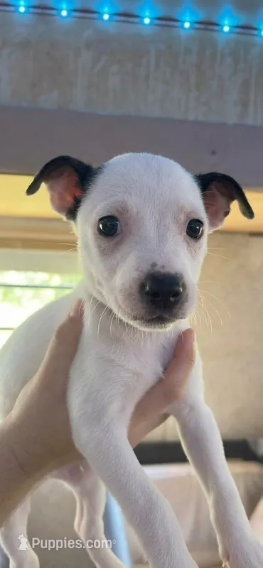 Tank – American Pit Bull Terrier puppy for sale in Lexington, NC