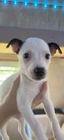Tank, a male American Pit Bull Terrier for sale in Lexington, NC – 1 of 1