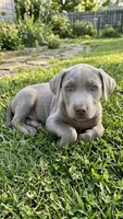 Tucker, a male American Pit Bull Terrier for sale in Lexington, NC – 1 of 1