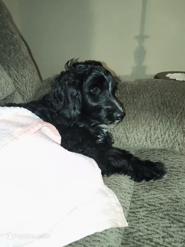 Molly – Goldendoodle puppy for sale in Lexington, NC