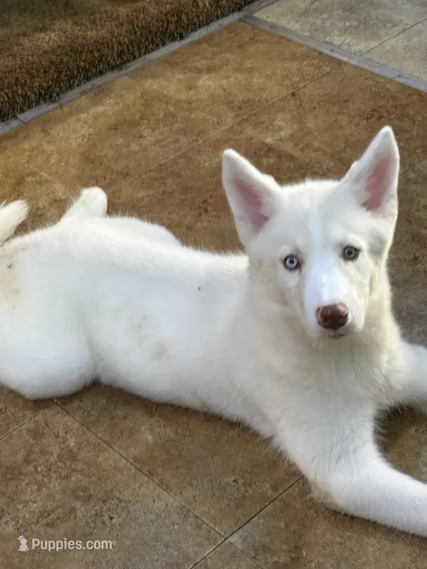 Nala – Siberian Husky puppy for sale in Lexington, NC