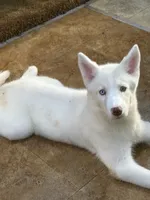 Nala, a female Siberian Husky for sale in Lexington, NC – 1 of 1