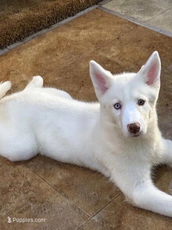 Nova – Siberian Husky puppy for sale in Lexington, NC