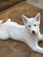 Nova, a female Siberian Husky for sale in Lexington, NC – 1 of 1
