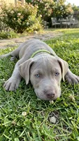 Boone, a male American Pit Bull Terrier for sale in Lexington, NC – 1 of 1