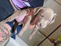 Sadie, a female American Pit Bull Terrier for sale in Lexington, NC – 1 of 1