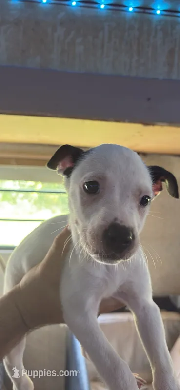 Zeus – American Pit Bull Terrier puppy for sale in Lexington, NC