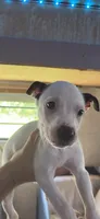 Zeus, a male American Pit Bull Terrier for sale in Lexington, NC – 1 of 1