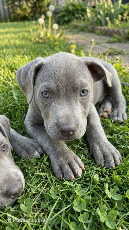 Bella – American Pit Bull Terrier puppy for sale in Lexington, NC