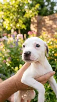 Tank, a male American Pit Bull Terrier for sale in Lexington, NC – 1 of 1