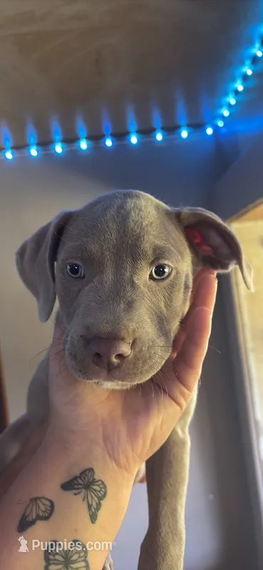 Max – American Pit Bull Terrier puppy for sale in Lexington, NC