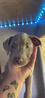 Max, a male American Pit Bull Terrier for sale in Lexington, NC – 1 of 1