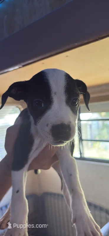Chloe – American Pit Bull Terrier puppy for sale in Lexington, NC