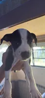 Chloe, a female American Pit Bull Terrier for sale in Lexington, NC – 1 of 1