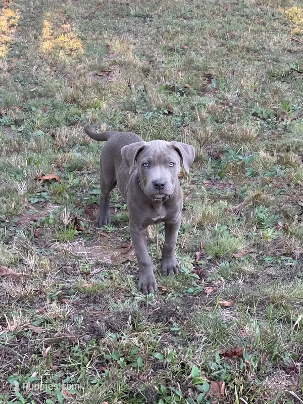 Milo, a male American Pit Bull Terrier for sale in Lexington, NC – 1 of 1