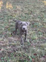 Milo, a male American Pit Bull Terrier for sale in Lexington, NC – 1 of 1