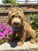 Ochoa, a male Double Doodle for sale in Chino Hills, CA – 6 of 6