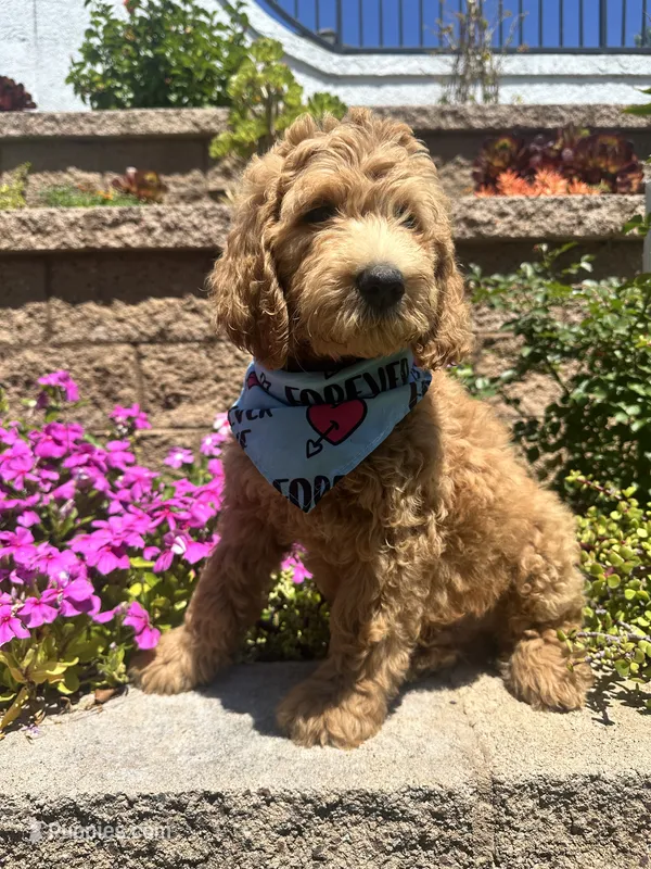 Ochoa – Double Doodle puppy for sale in Chino Hills, CA